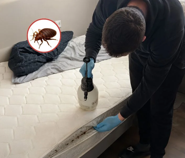 Technicien traitant un matelas contre les punaises de lit à Fontenay-le-Vicomte